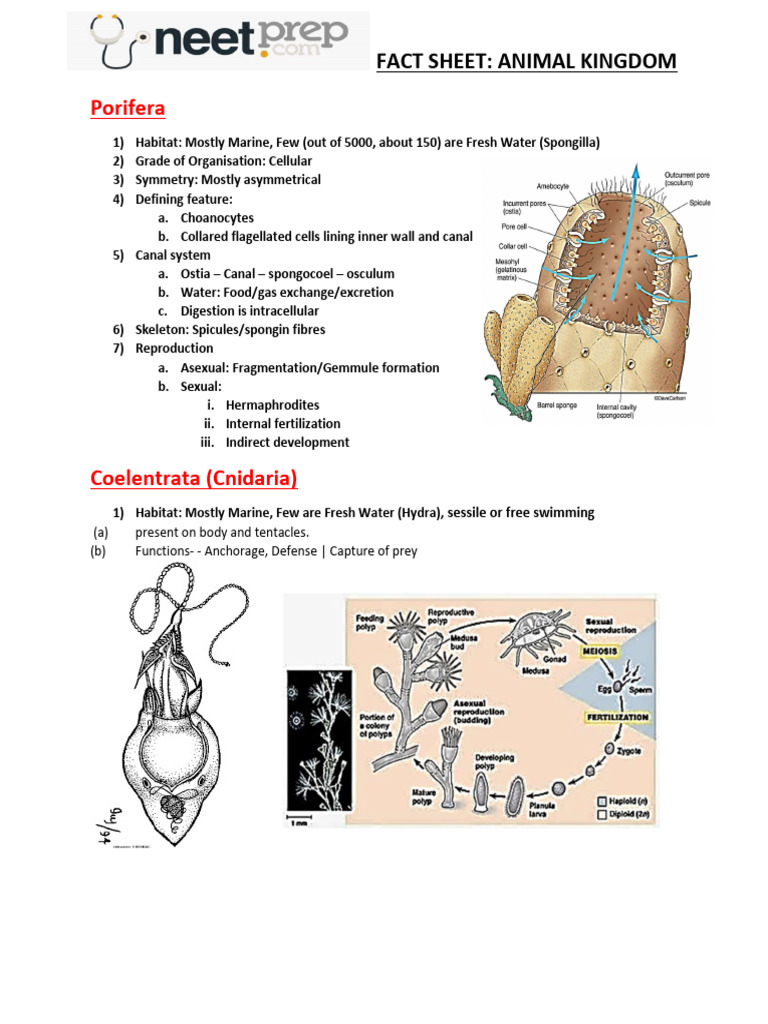 Animal Kingdom Classification Overview | PDF | Mollusca | Zoology