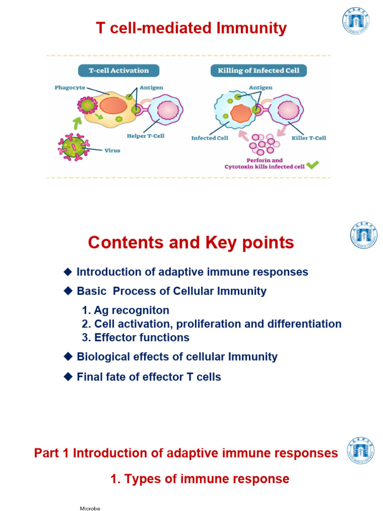 T Cell-Mediated Immunity Overview | PDF | Immune System | Adaptive ...