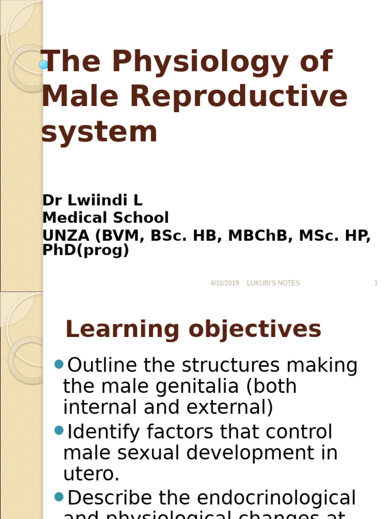 Male Reproductive System Physiology | PDF | Luteinizing Hormone | Testicle