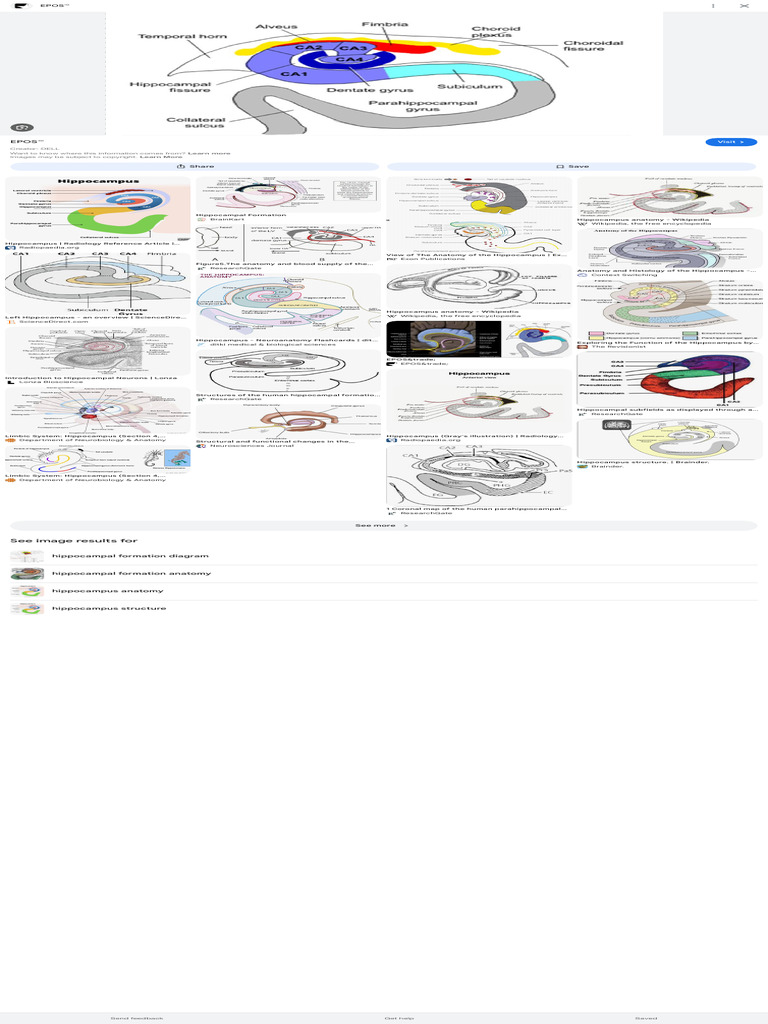 Screenshot 2025-09-15 at 8.40.31 AM | PDF | Hippocampus | Limbic System