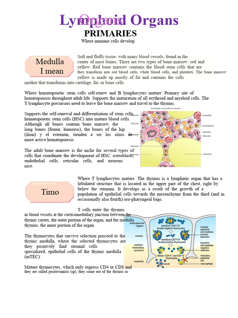 Overview of Lymphoid Organs and Functions | PDF | Lymphatic System ...