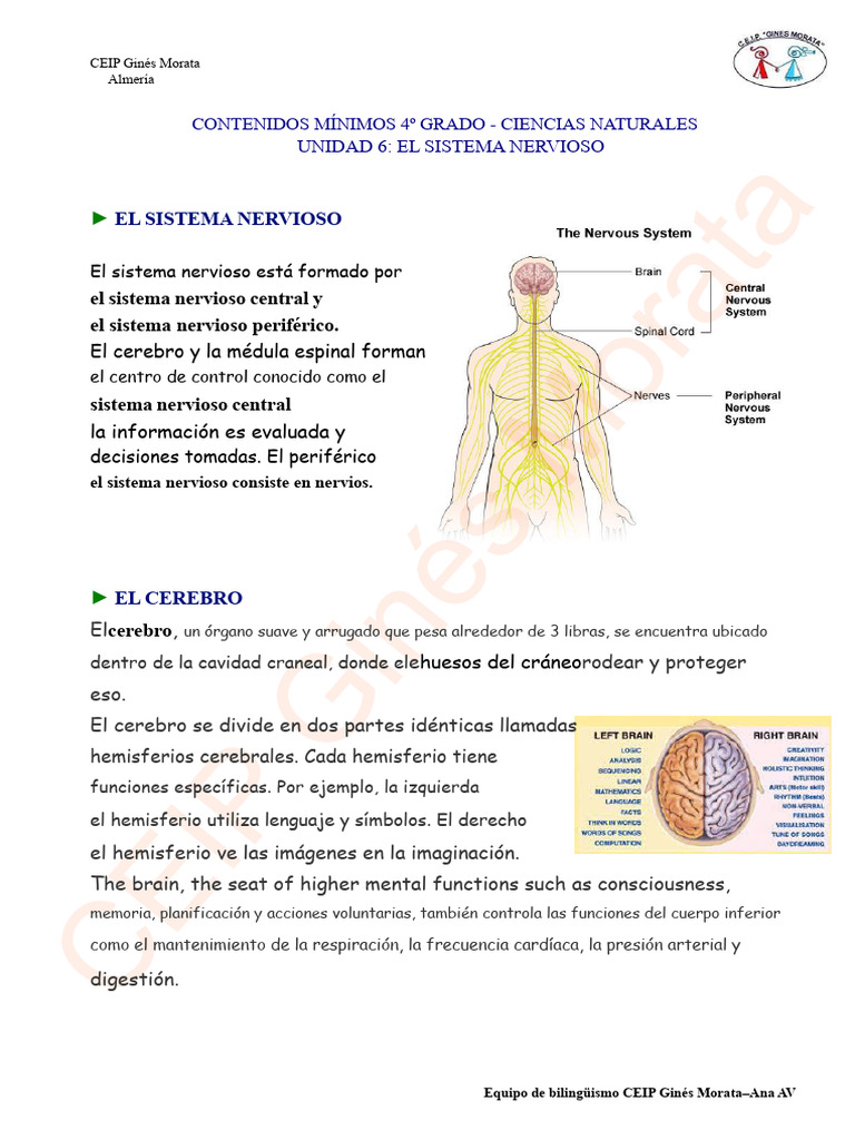 Unidad 6 El Sistema Nervioso | PDF | Cerebro | Sistema nervioso