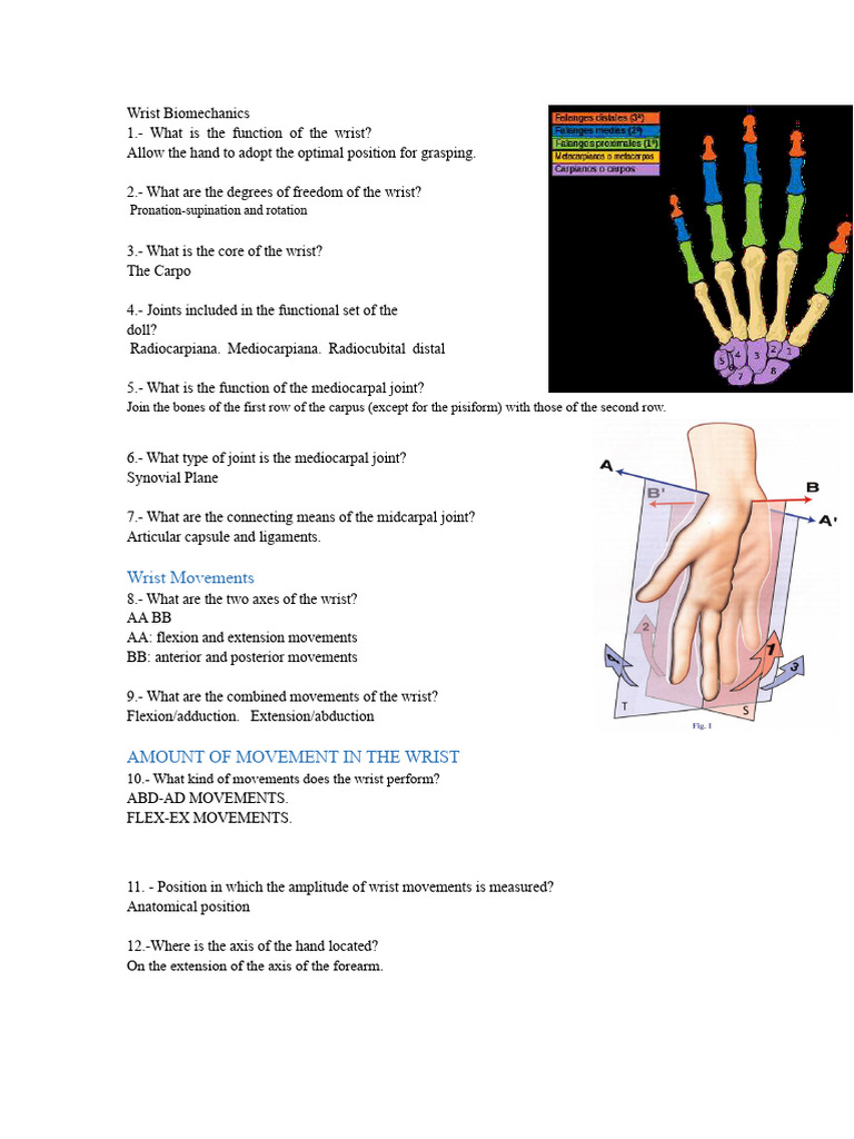 Understanding Wrist Biomechanics | PDF | Anatomical Terms Of Motion ...
