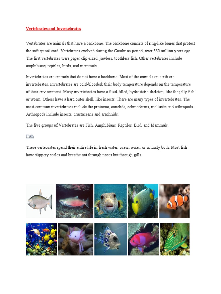 Overview of Vertebrates and Invertebrates | PDF | Amphibian | Invertebrate