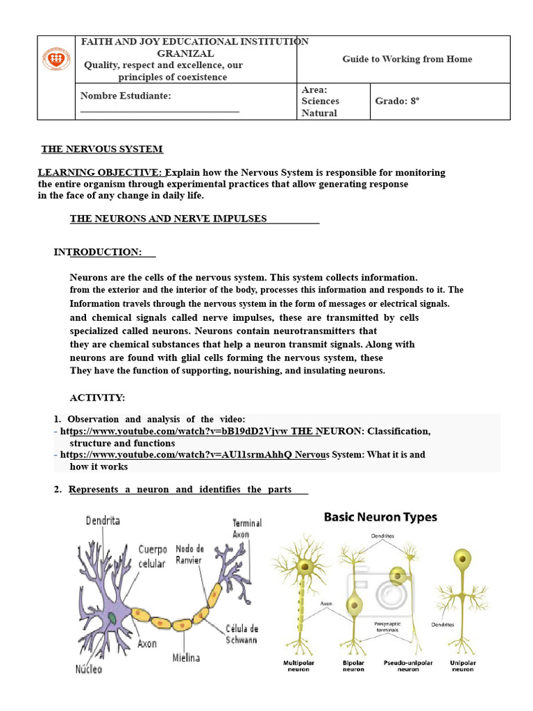 Nervous System Study Guide for 8th Grade | PDF | Neuron | Nervous System