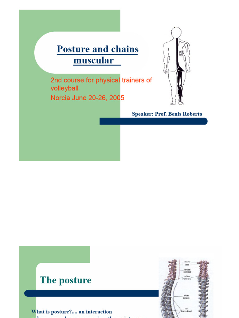 Benis Muscle Chains | PDF | Vertebra | Anatomical Terms Of Location