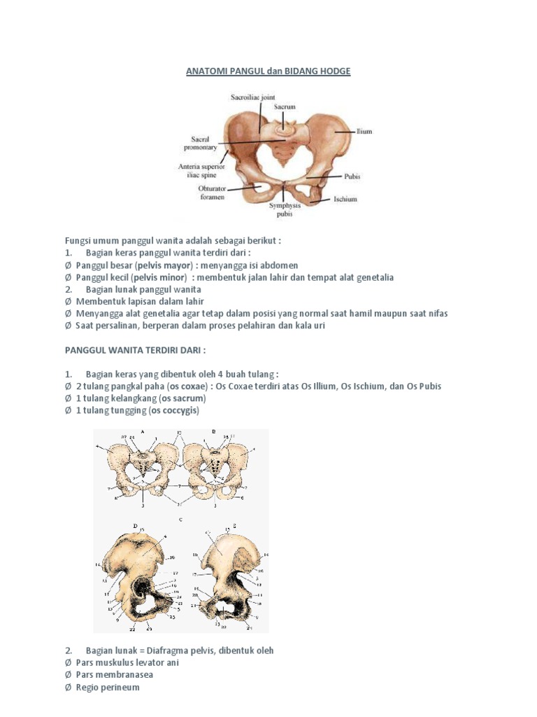  Anatomi  Pangul Dan Bidang Hodge