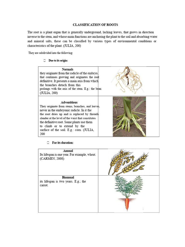 267896922-Classification-of-Roots.docx | PDF | Root | Plants