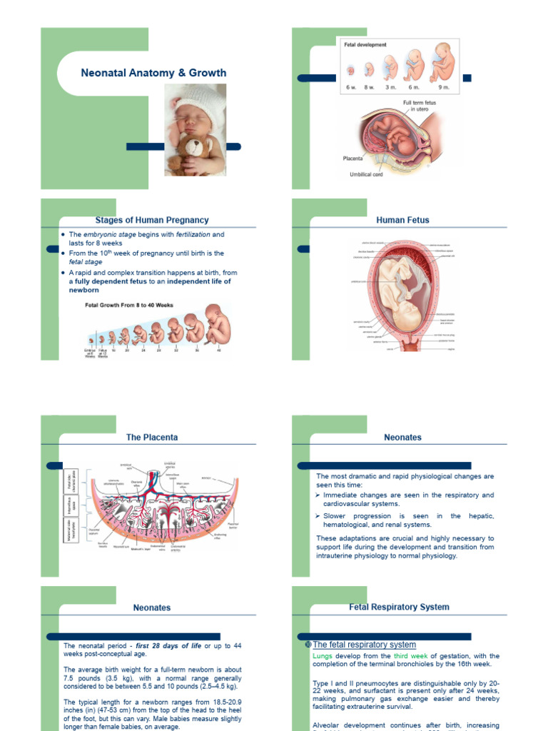 Neonatal Anatomy and Growth Overview | PDF | Circulatory System ...