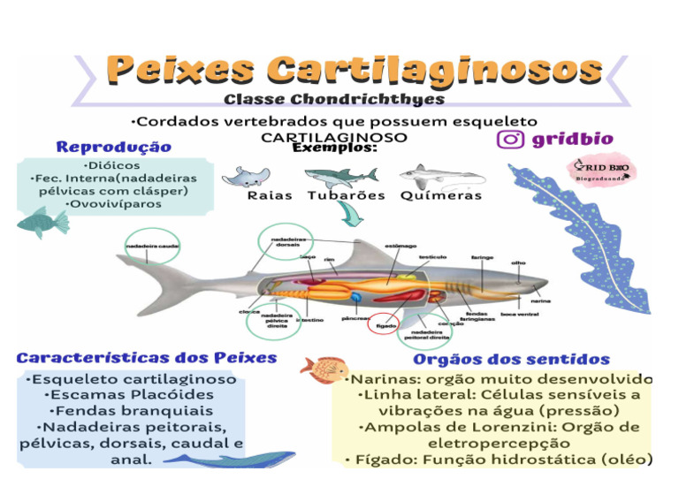 Peixes Cartilaginosos | PDF