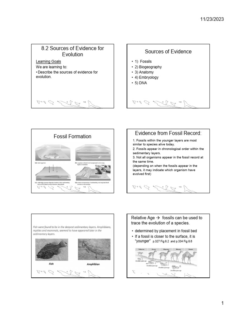 Evidence Sources for Evolution Explained | PDF | Fossil | Homology ...