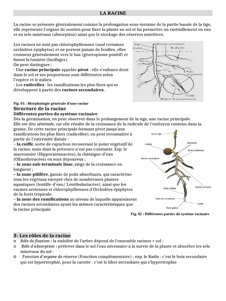 Anatomie et fonctions des racines végétales | PDF | Racine | Tige (Plante)
