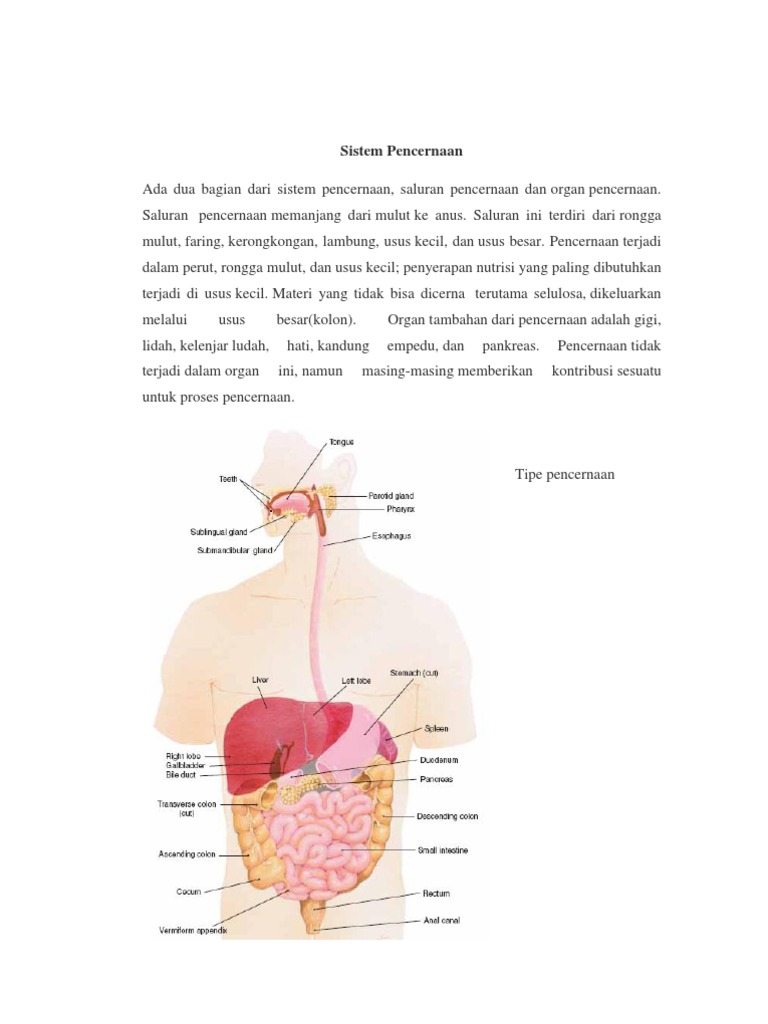 Makalah Sistem Pencernaan
