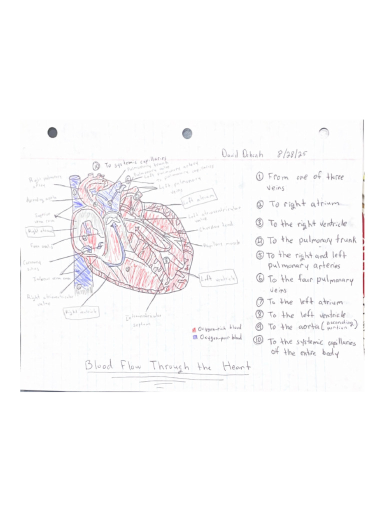 Heart | PDF