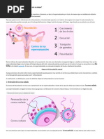Teoría de la Singamia y Fecundación | PDF | Sexo | Ciencias de la vida