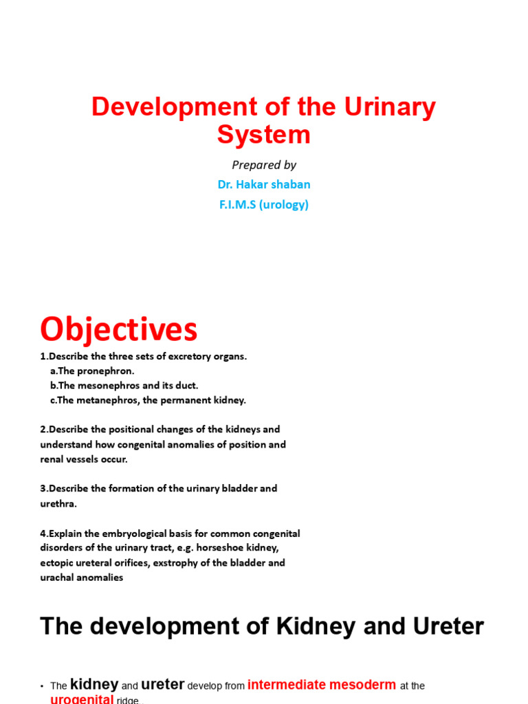 Urinary System Development Overview | PDF | Kidney | Genitourinary System