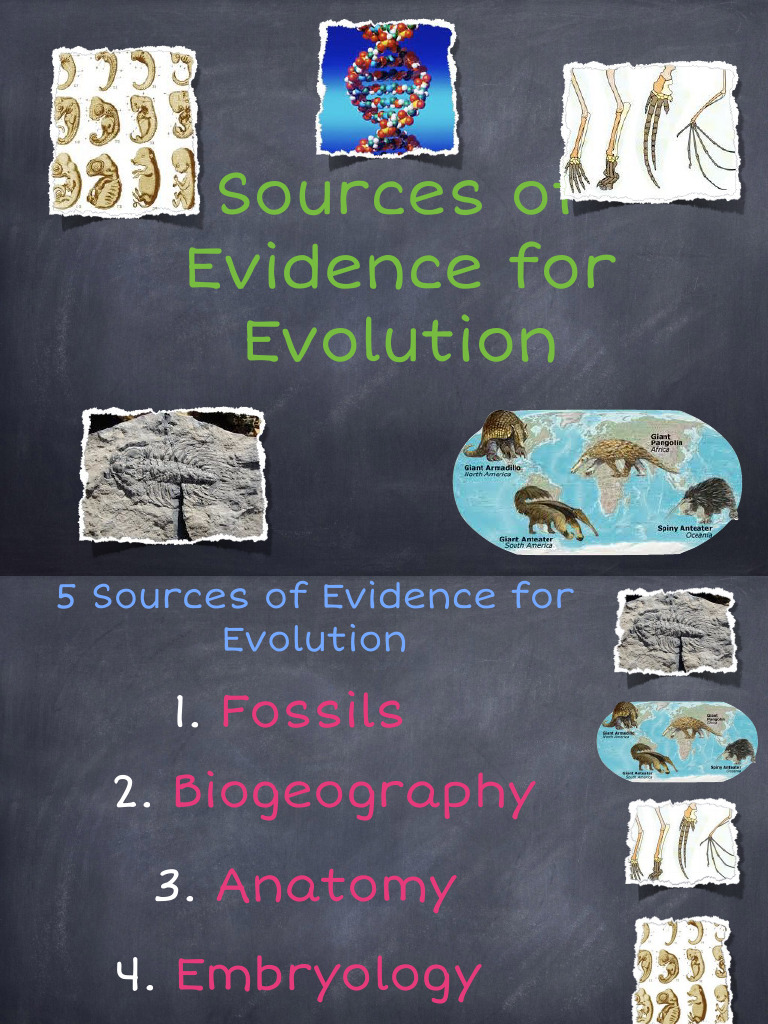 Evidence Supporting Evolution | PDF