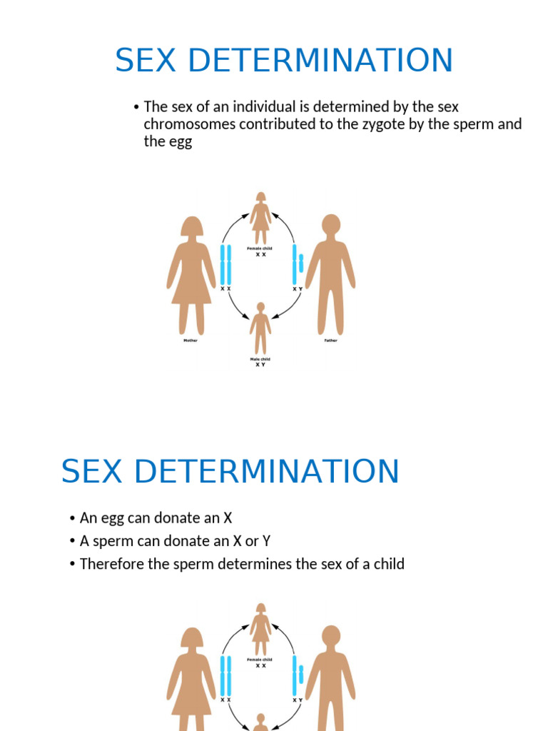 Understanding Sex Determination and Inheritance | PDF | Sex | Dominance ...