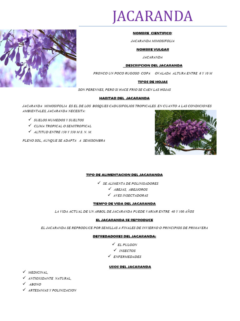 Jacaranda | PDF