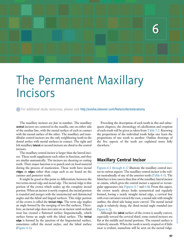Permanent Maxillary Incisors | PDF | Dental Anatomy | Primate Anatomy