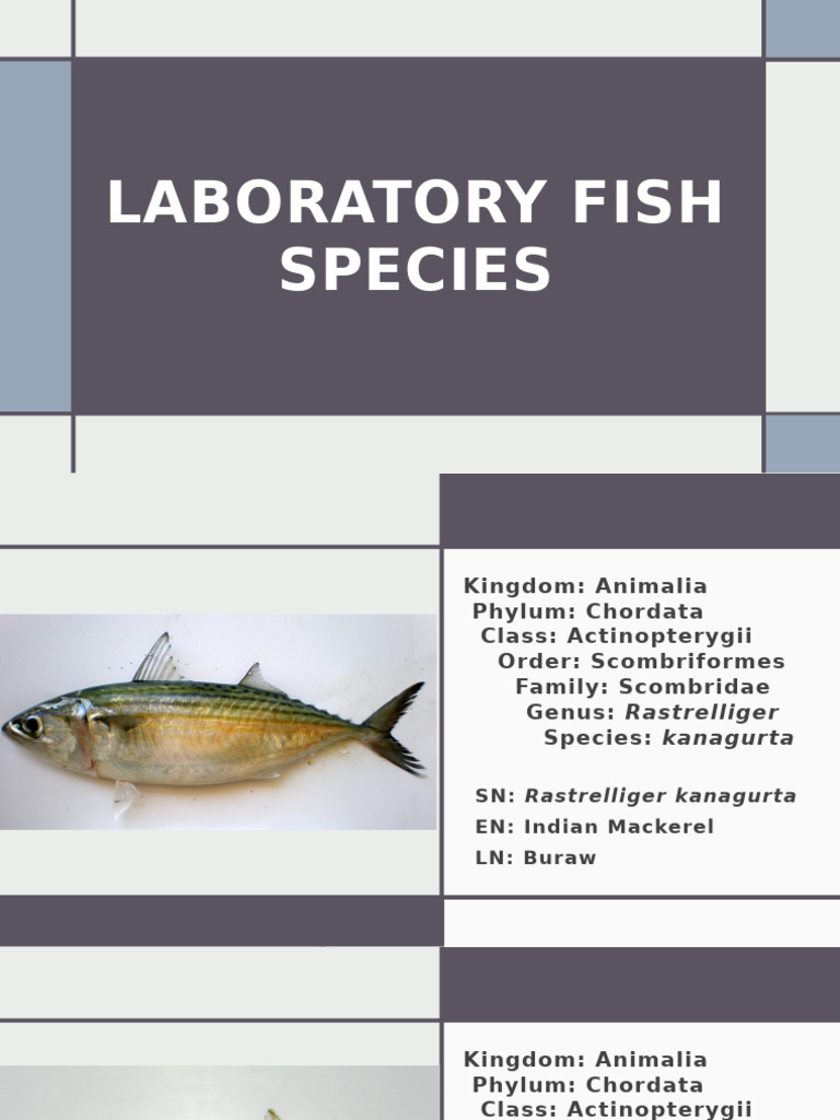 Laboratory Fish Species Overview | PDF