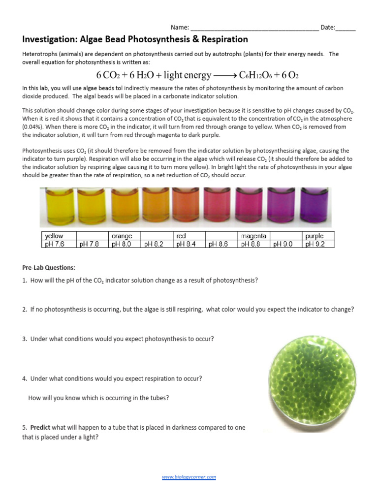 Copy of Investigation - Algae Bead Photosynthesis & Respiration | PDF ...