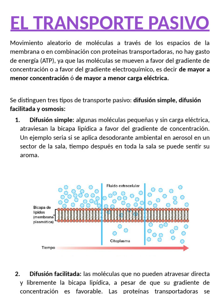 El Transporte Pasivo - Bio - 7 - 1 Periodo | PDF