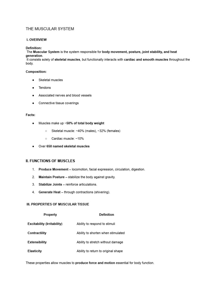 Understanding the Muscular System | PDF | Skeletal Muscle | Human Leg