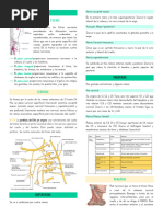 Nervios de la Columna Vertebral | PDF | Anatomía humana | Neuroanatomía