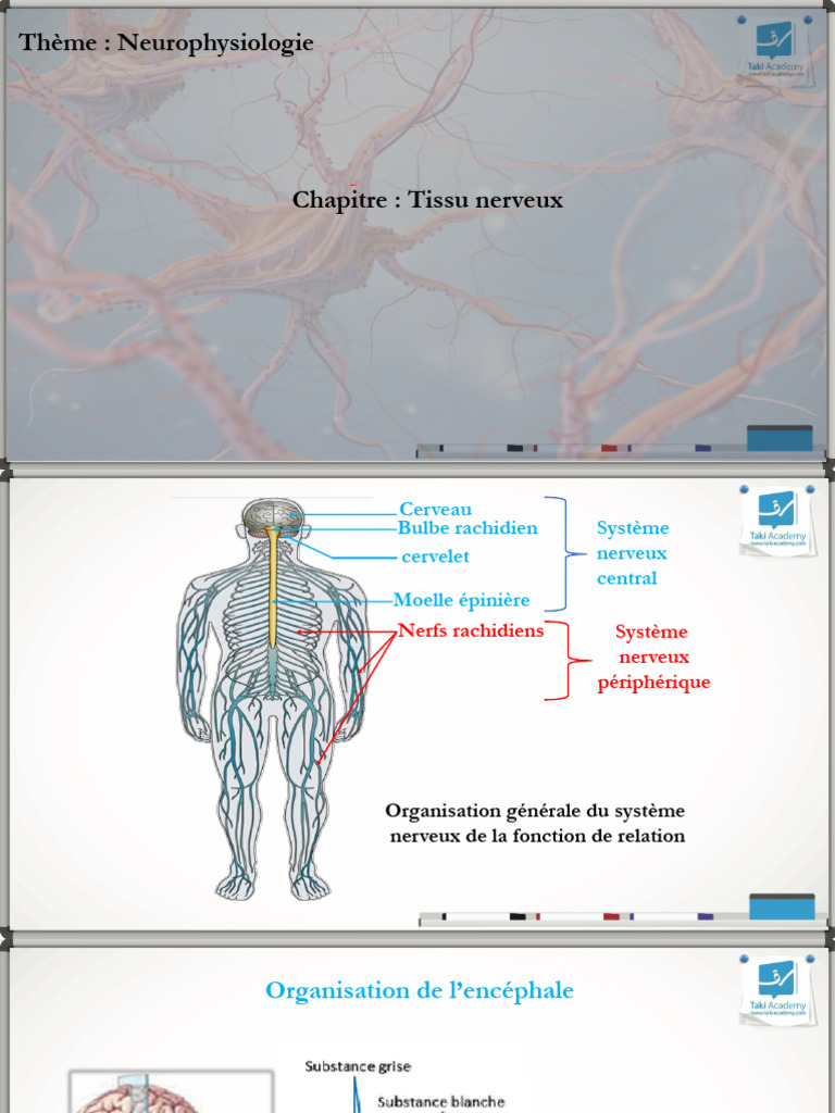 Organisation du tissu nerveux | PDF | Nerf | Myéline