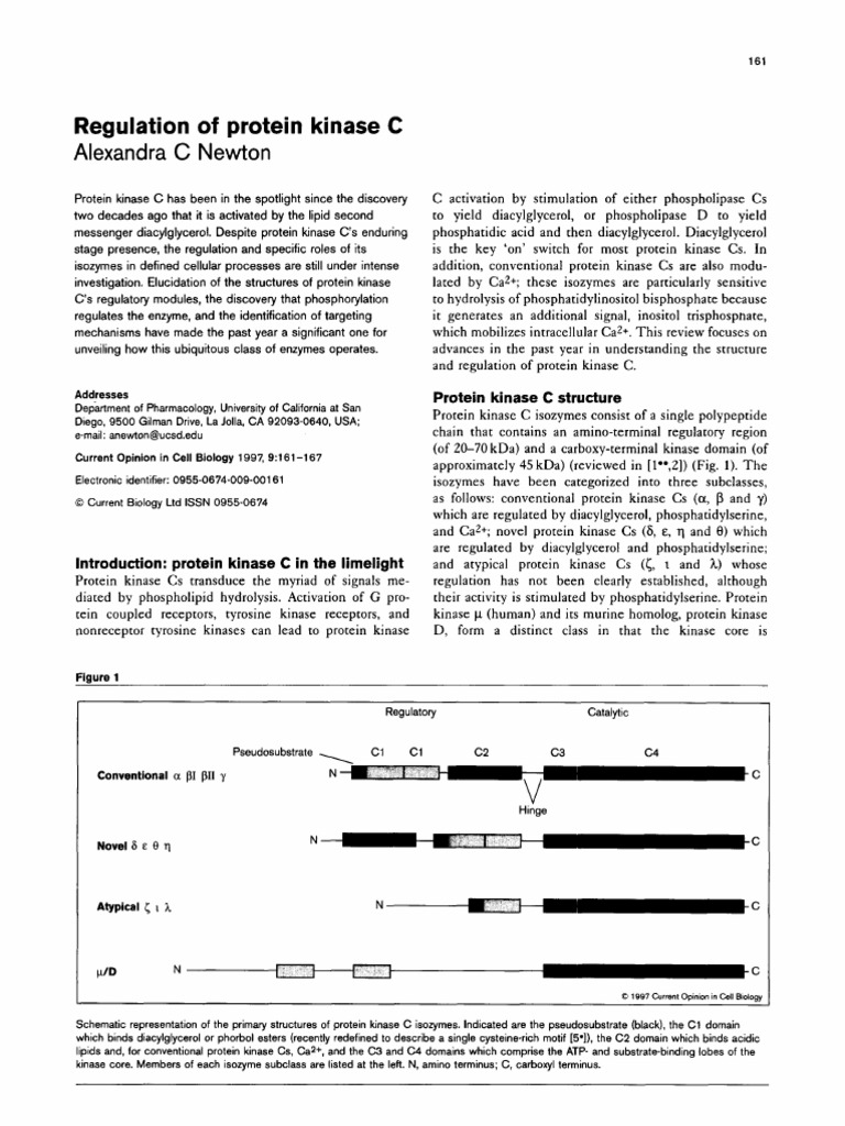 A Newton PKC Review | PDF | Kinase | Proteins