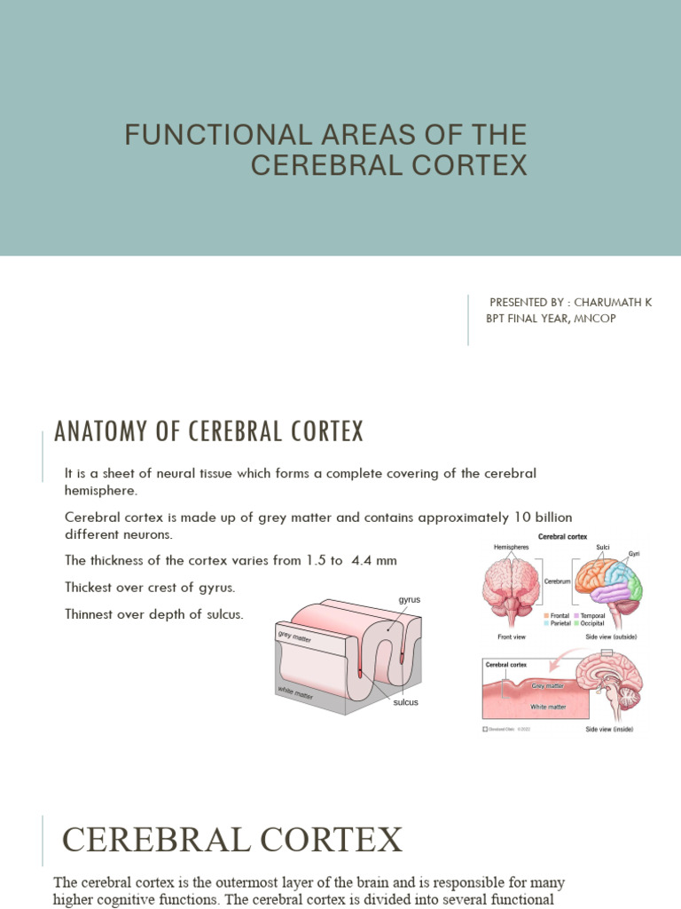 Functional Areas of the Cerebral Cortex | PDF | Cerebral Cortex ...