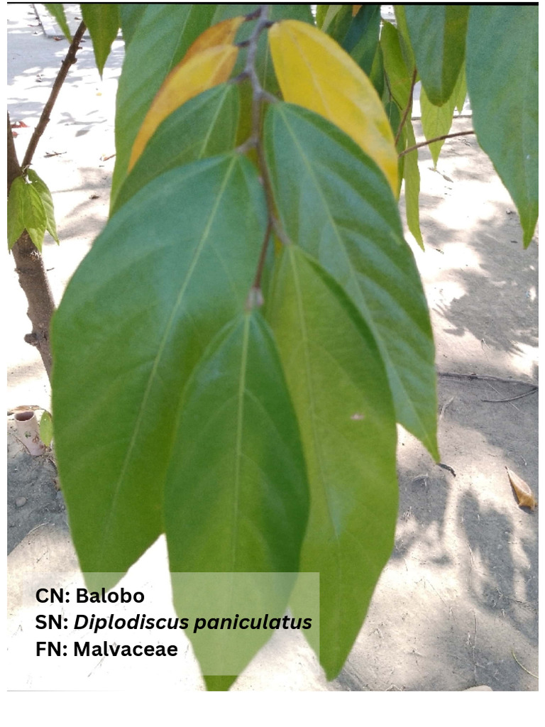 Philippine Plant Species List | PDF