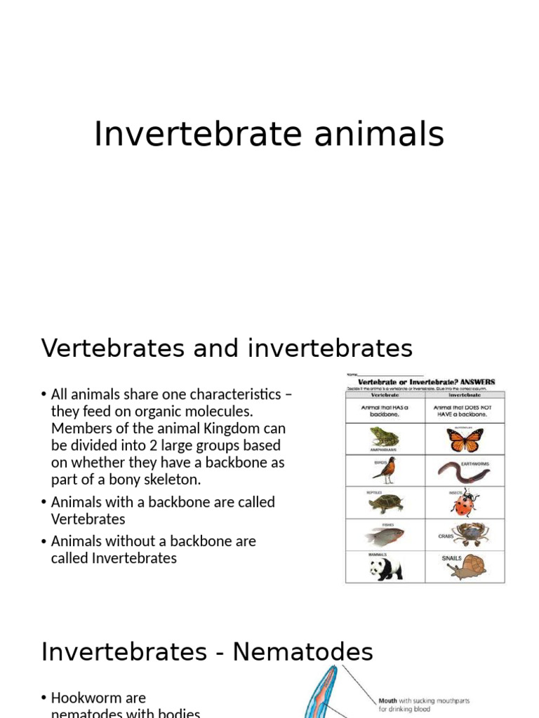 Overview of Invertebrate Animals | PDF