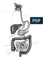 Aparell Digestiu Mapa Mut