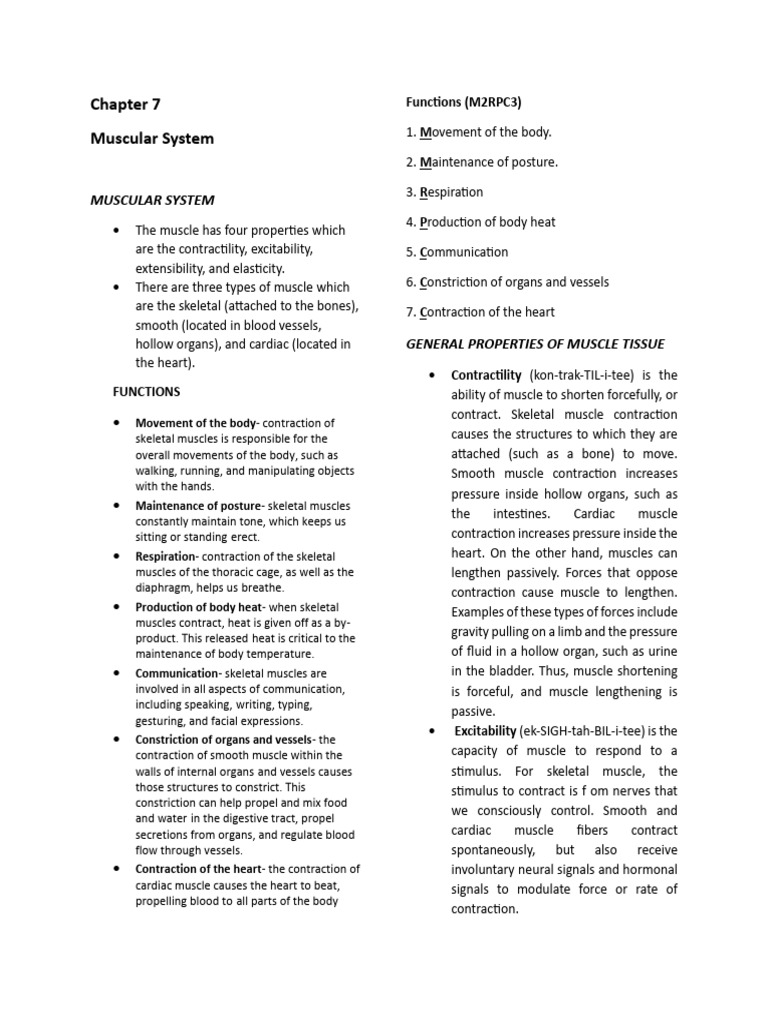 Overview of the Muscular System | PDF | Muscle Contraction | Foot