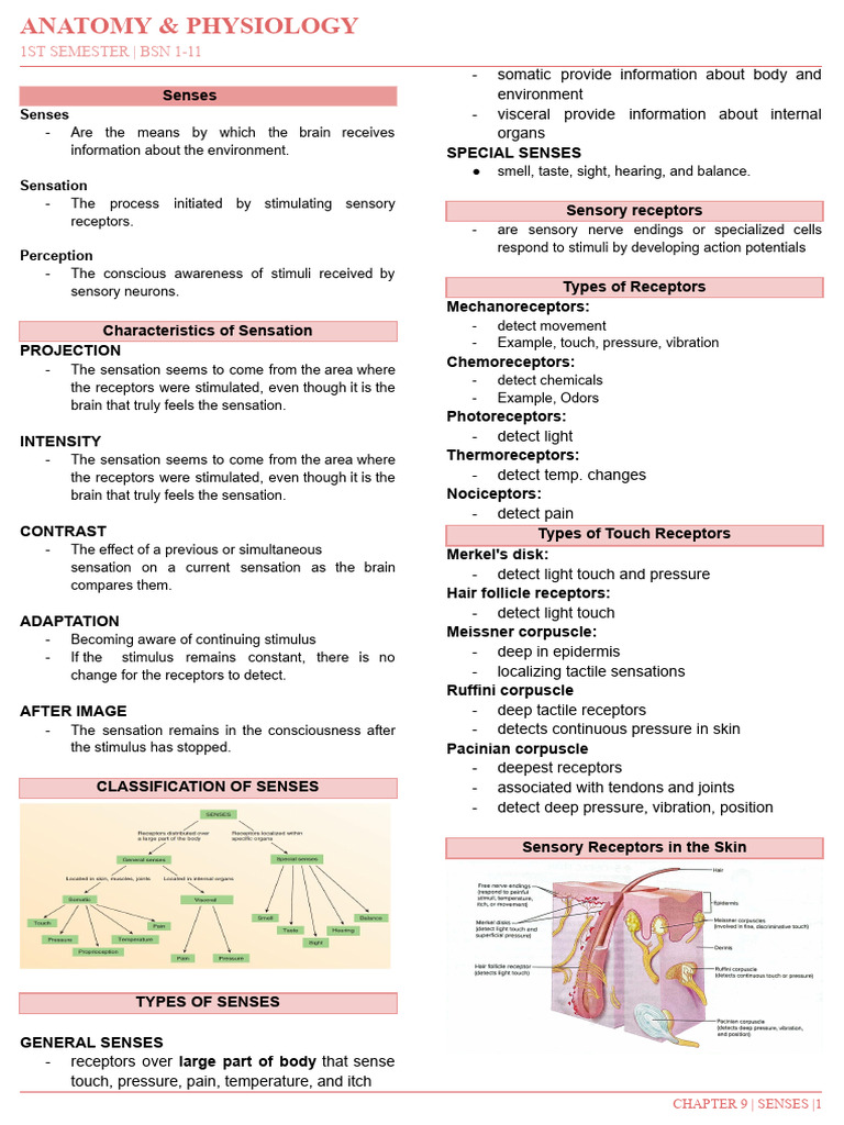 Anatomy of Senses in Physiology | PDF | Senses | Auditory System
