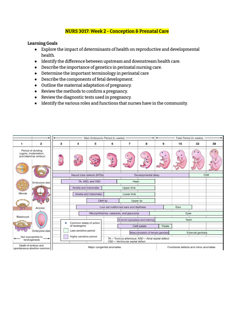 Conception and Prenatal Care Overview | PDF | Twin | Placenta