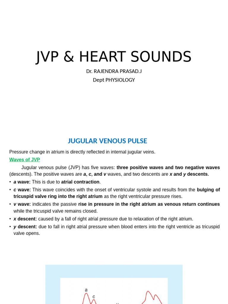 Understanding JVP and Heart Sounds | PDF | Heart Valve | Atrium (Heart)