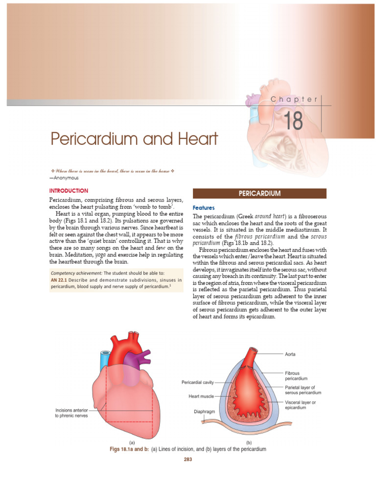 Heart | PDF | Atrium (Heart) | Heart