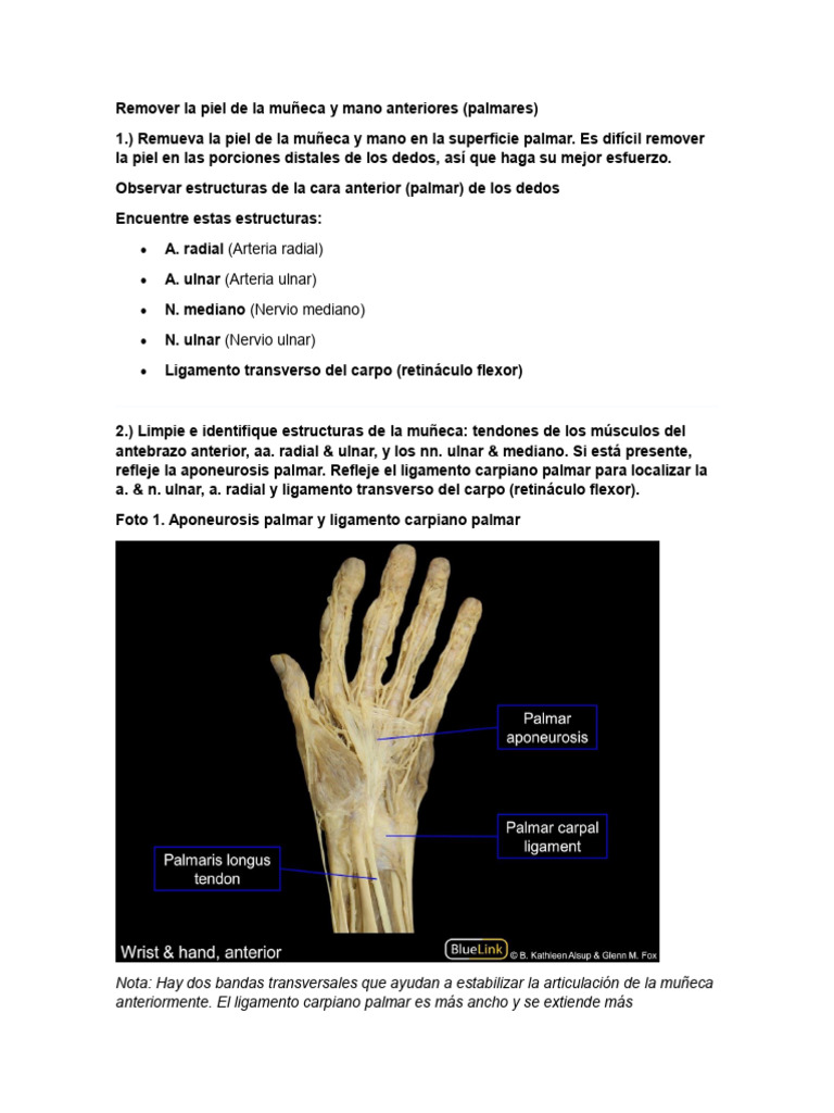 Diseccion de Cara Palmar de La Mano Bluelink | PDF | Mano | Sistema ...