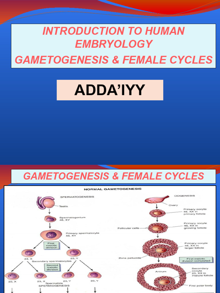 Gametogenesis Adda'iyy 2024 | PDF | Menstrual Cycle | Meiosis
