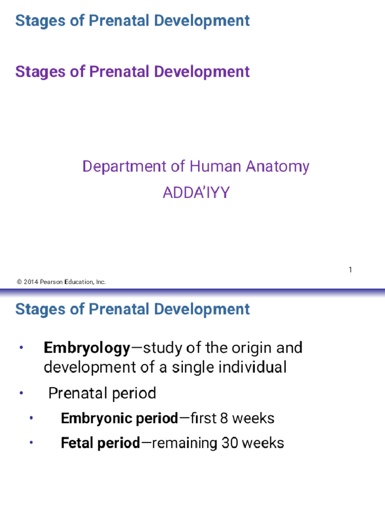 Adda'iyy Stages of Prenatal Development - Phoenix | PDF