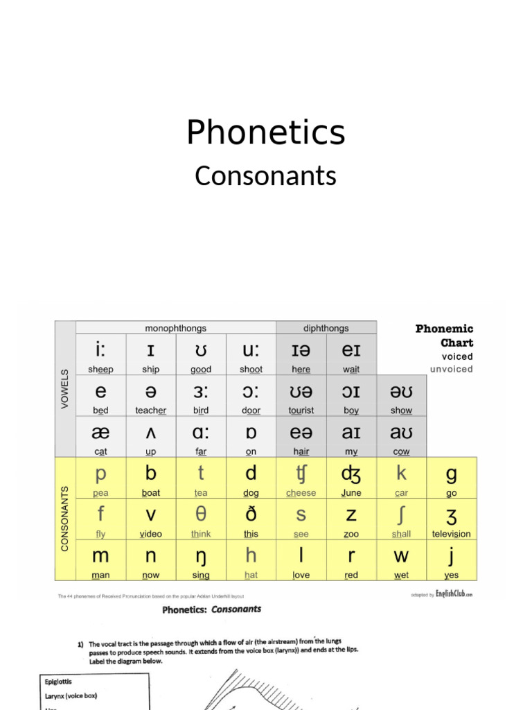 3._Phonetics_Consonants | PDF | Consonant | Phonetics