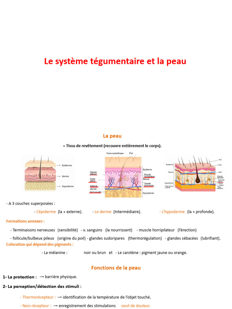 Anatomie et fonctions du système tégumentaire | PDF | Utérus | Œil humain