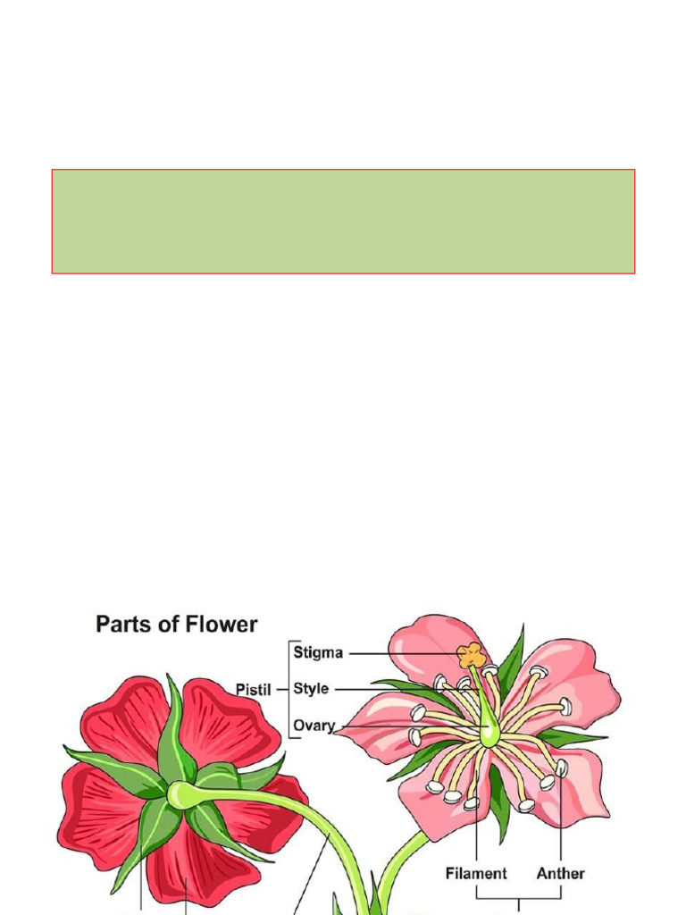 Pollination and Reproduction in Crops | PDF | Pollination | Flowers