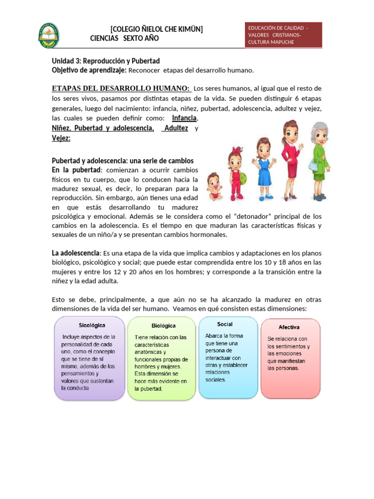 Etapas del Desarrollo Humano: Pubertad y Adolescencia | PDF | Adultos ...