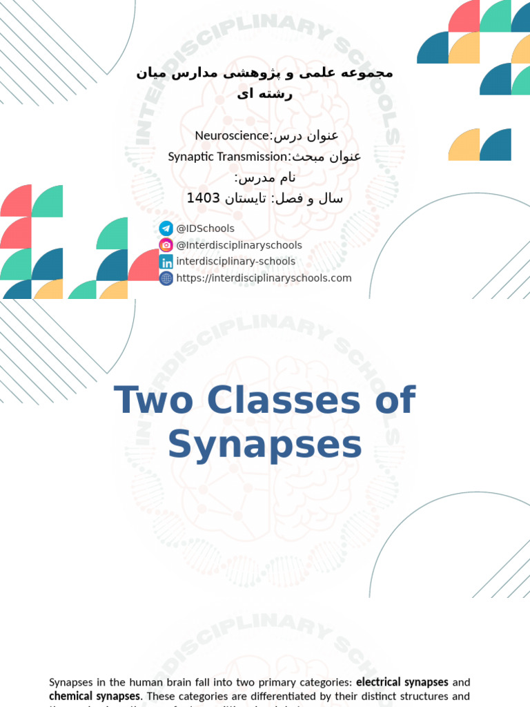 Synaptic Transmission: Electrical vs. Chemical | PDF | Chemical Synapse ...