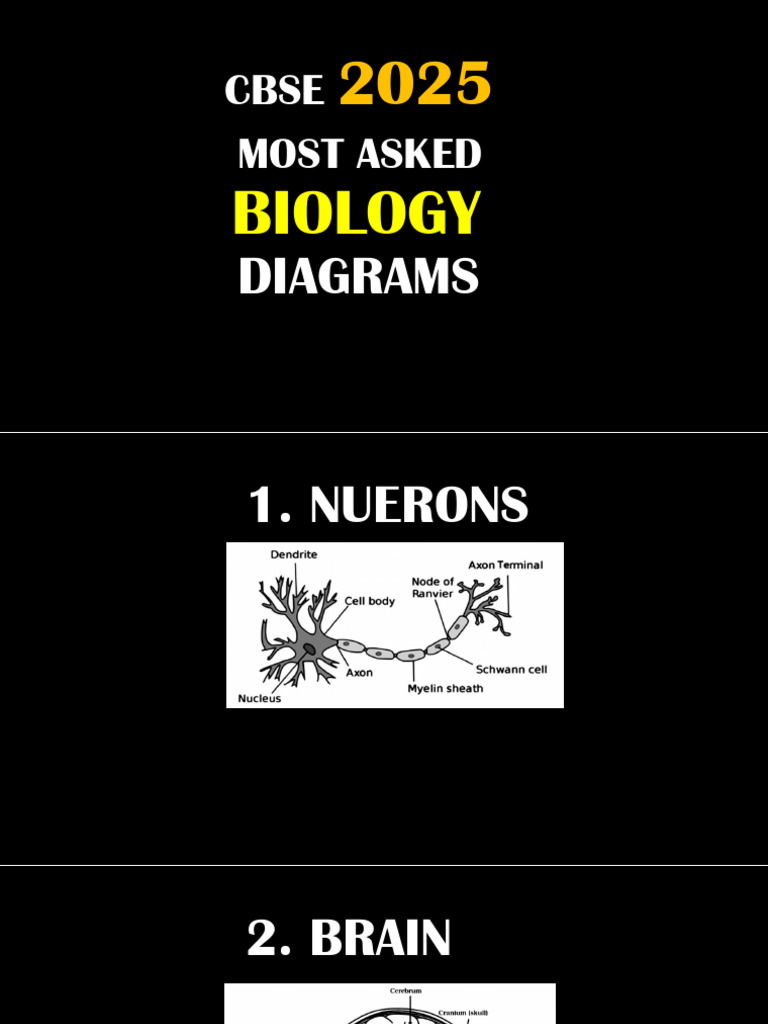 CBSE 2025 Biology Diagram Guide | PDF