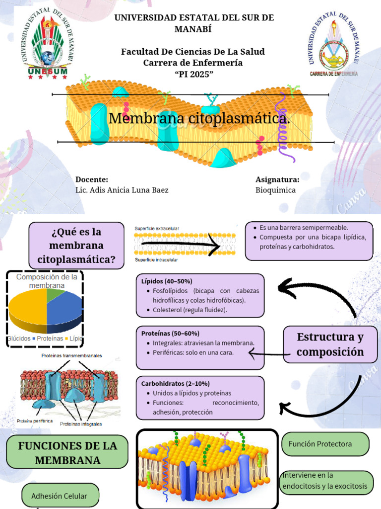 Estructura y funciones de la membrana celular | PDF | Membrana celular ...